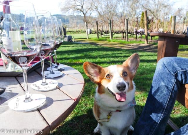 an image of a corgi sitting next to a table with wine glasses on it
